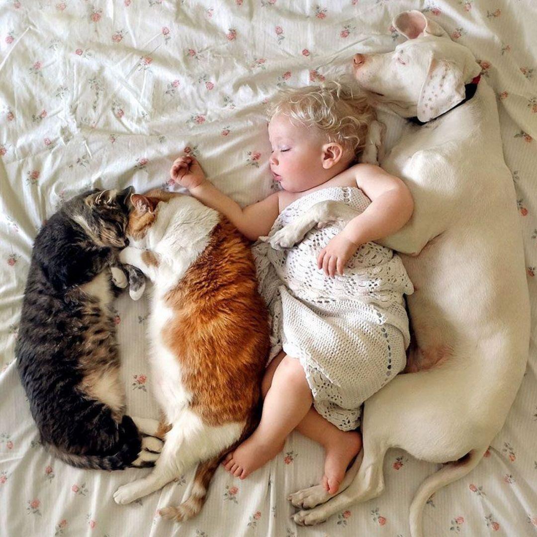 Előtte: Arany retriever nyalogatja a kisfiú kezét, a család nevet a pléden